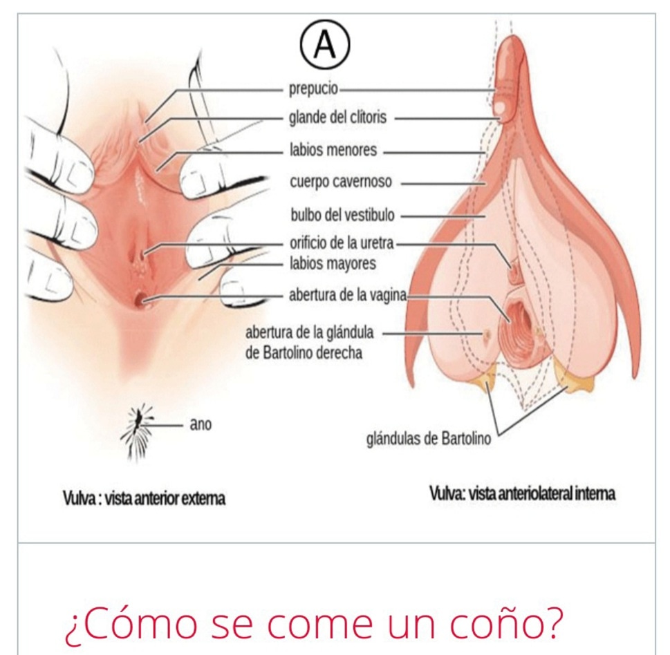 gentelibre_sw's tweet photo. ¿Cómo se come un coño? https://t.co/vYBJduN152 https://t.co/1WCofpa78Q