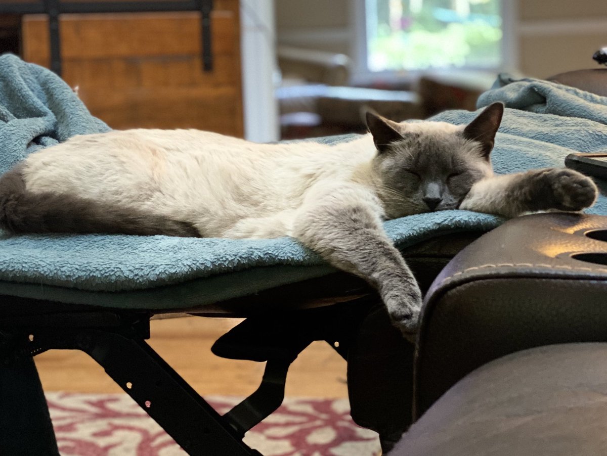 explorerlady's tweet photo. Exhausted from the week #Caturday #CatsOfTwitter #catsofinstagram #BanTrumpSaveDemocracy #RemoveTrumpTODAY https://t.co/orR8LgbnIE
