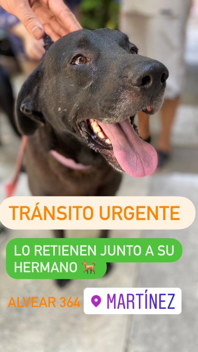 MaryannOGerli's tweet photo. Adopción/ Tránsito Urgente. Los retienen hasta hoy sábado 9/1/21  21 Hs. Después quedan atados en la calle   Es URgente !! #sanisidro #Martinez https://t.co/YkYcHgBW7K