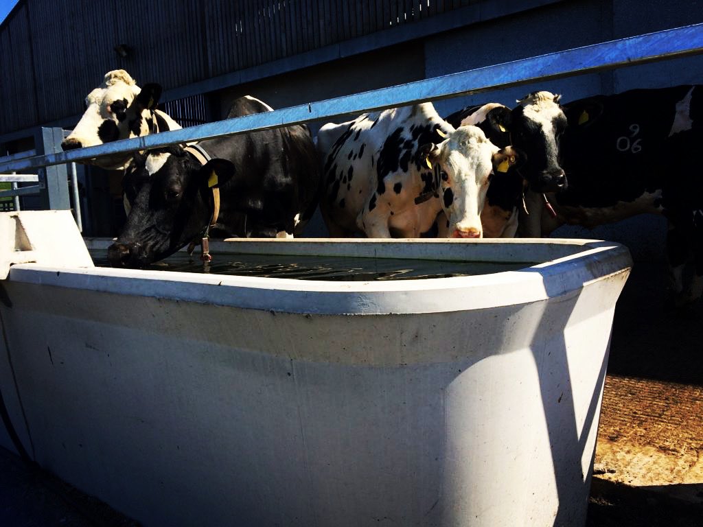 BackRdRecords's tweet photo. https://t.co/mKSNAb7Zpk 
Did you know cows 🐄 drink 25 – 50 gallons of water each day? That is nearly a bathtub full 🛁. https://t.co/eWpkICEkYA