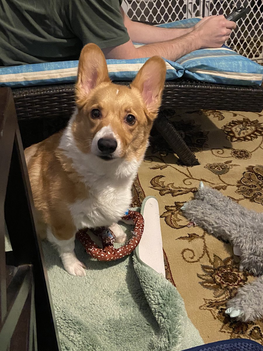 authortinamoss's tweet photo. Just a little Bear enjoying his corgi horde of toys on his birthday. Heโs six years old as of Jan. 8th. ๐ฅณ
#corgisofinstagram #corgis #corgilove #corgilife #corgisgonnacorg #corgination #corgiaddict #corgibirthday https://t.co/GKvNPTcweM