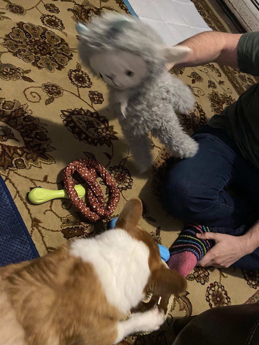 authortinamoss's tweet photo. Just a little Bear enjoying his corgi horde of toys on his birthday. Heโs six years old as of Jan. 8th. ๐ฅณ
#corgisofinstagram #corgis #corgilove #corgilife #corgisgonnacorg #corgination #corgiaddict #corgibirthday https://t.co/GKvNPTcweM