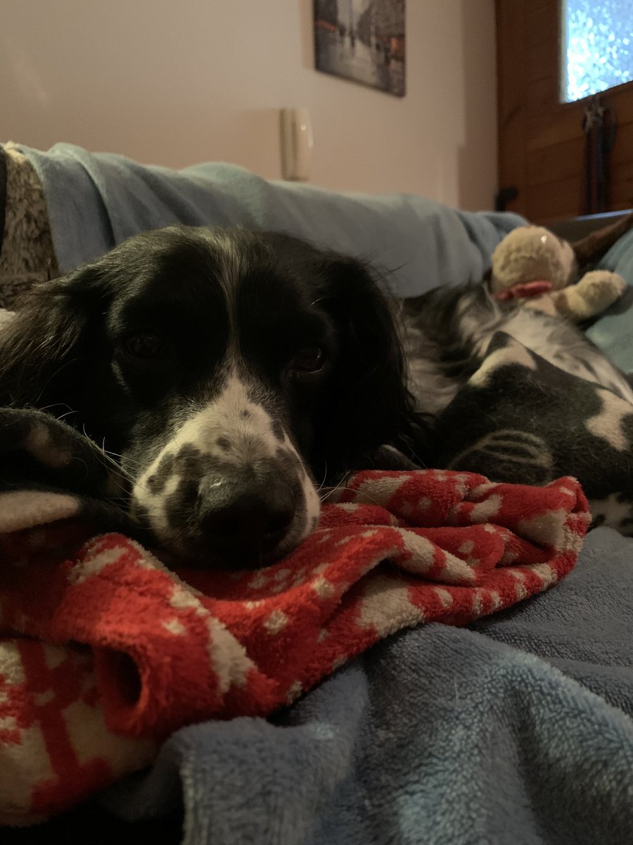 dizzywizzy's tweet image. Spoilt Peanut just chilling. #springer #spaniel #puppylove 🐶😘