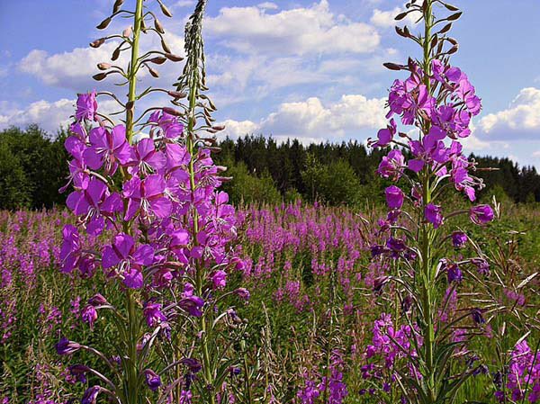 blooom97's tweet photo. Иван-Чай, Кипре́й (лат. Epilóbium) https://t.co/6vmjEwS0LJ