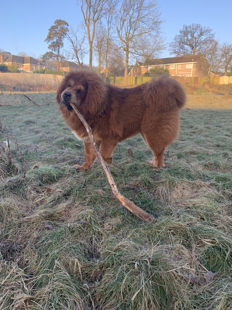 MastiffsUk's tweet photo. Lovely Evening Walk with #Amira! These #dogs don’t want twigs they want branches 🦁💪🪵
•
#TibetanMastiff #dogsoftwitter #pet #nature #walks #bigdogs #puppylove #puppy #Saturday #animals #BigDog #cute https://t.co/62ImCUCMrA