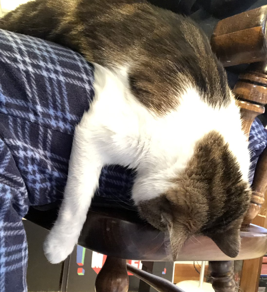 clairejweiss's tweet photo. Saturday #AIASCS conference zoom fatigue sets in for my #aiascspets https://t.co/VI7CuXpKxA