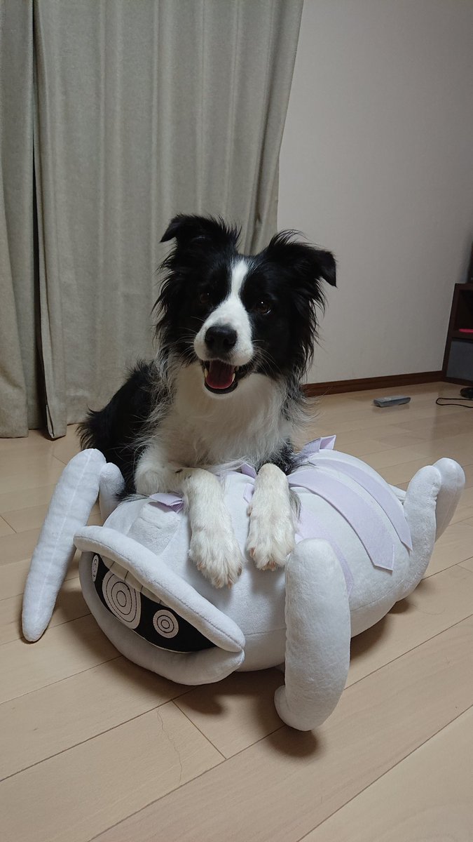 カンタリス 愛犬ベルちゃん ワートリのアニメも始まった事だし うちのボーダー隊員ベルちゃんの働きをご覧頂こう 戦闘用トリオン兵さえこの通り ワールドトリガー ワートリ