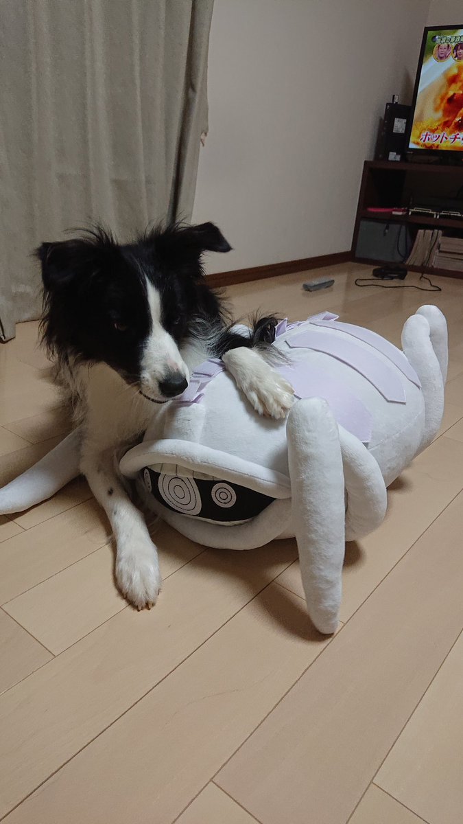 カンタリス 愛犬ベルちゃん ワートリのアニメも始まった事だし うちのボーダー隊員ベルちゃんの働きをご覧頂こう 戦闘用トリオン兵さえこの通り ワールドトリガー ワートリ