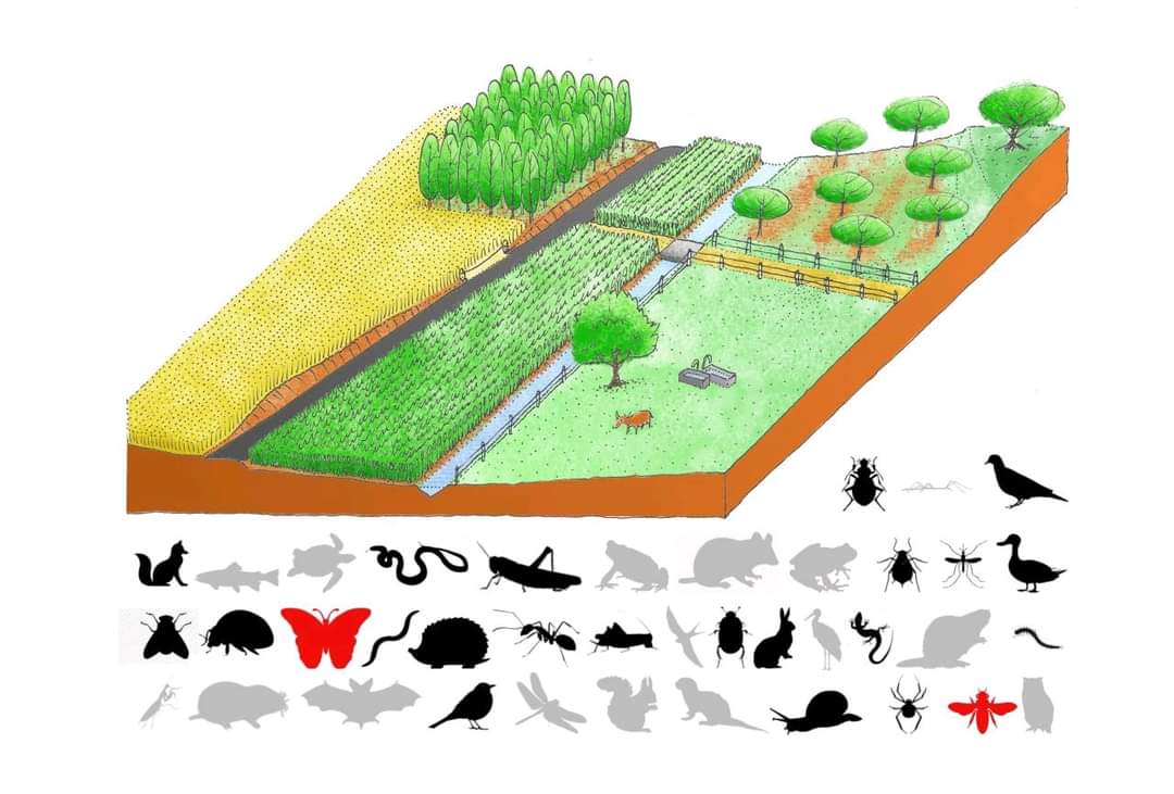 arboles_magicos's tweet photo. Cuanto más complejo en estructura vegetal es el medio más biodiversidad contiene. Esto es cierto en los dos sentidos, cuanto más se simplifica más biodiversidad pierde.
La bióloga Lorena Escuer de @Hidrobiology adaptó este esquema para el ecosistema urbano.
#SBN https://t.co/lKCua9SDjK