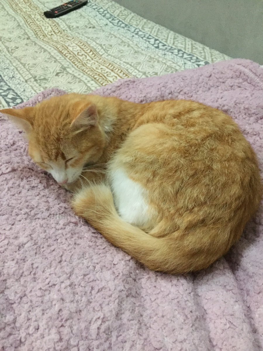 thecatdarsians's tweet photo. bismillah, halo kaka kaka semua.
kucing aku miyu kemaren kecelakaan. aku udah gatau mau kemana lagi. aku mau minta bantuan untuk open donasi. detailnya akan aku ceritain di thread ini. terima kasih 🙏 https://t.co/B7eV351ALH