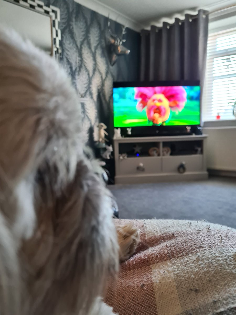 oscar66932016's tweet photo. Saturday and mommy now decides to watch Trolls.....First Rango now this......come on mommy punishment over with 😳😳😳😳😳#iwillbegood https://t.co/DNz95Z67Z6