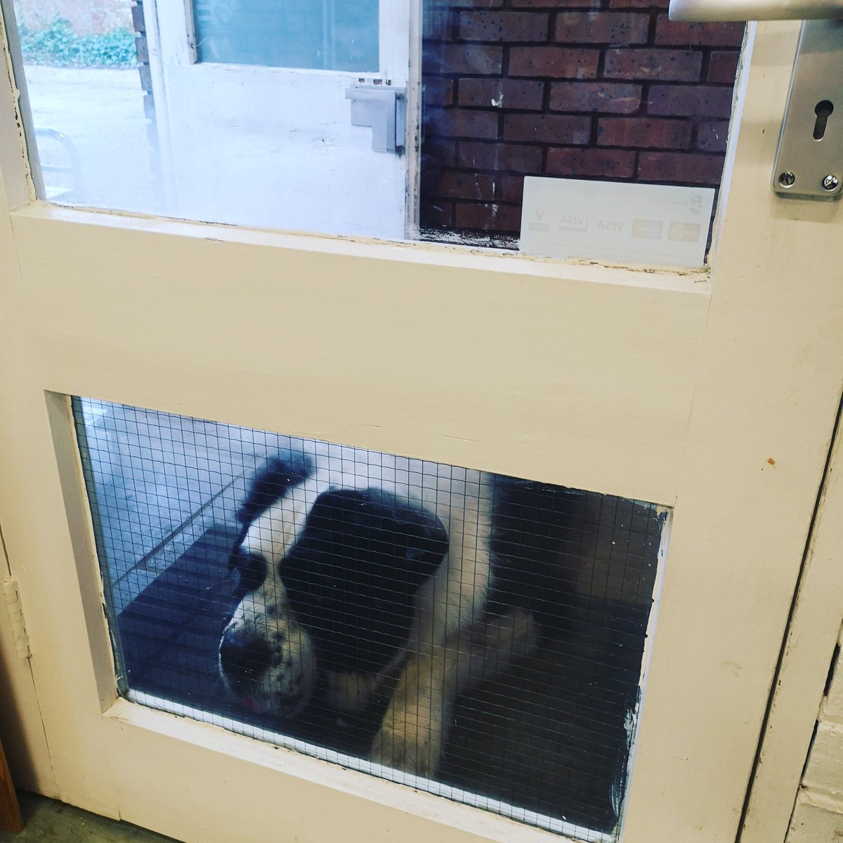 PantryMolly's tweet photo. Someone is a bit disappointed that the building is not longer a vet and I have no treats.... Sorry pup.
#mollyspantry #notavet #shopfresh #shoplocal #lovemk https://t.co/e8BAgusIKx