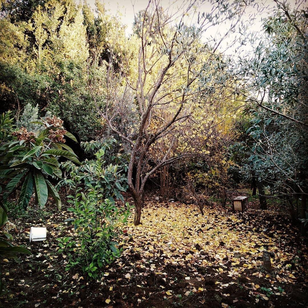 Yaprak döker bir yanımız
Bir yanımız bahar bahçe