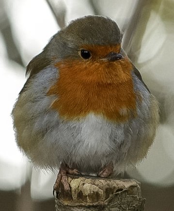 RanyhynRunFree's tweet photo. #Robin #birdphotography https://t.co/7SeachGu8D