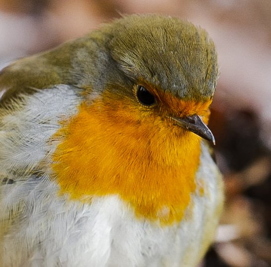 RanyhynRunFree's tweet photo. #Robin #birdphotography https://t.co/7SeachGu8D