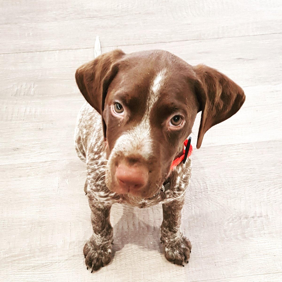 philipsmith_gsy's tweet image. Things are a bit shit for lots of people at the moment so here's a picture of 9 week old Obi to hopefully bring a smile to those who need it.  #DogsofTwittter #thingswillgetbetter