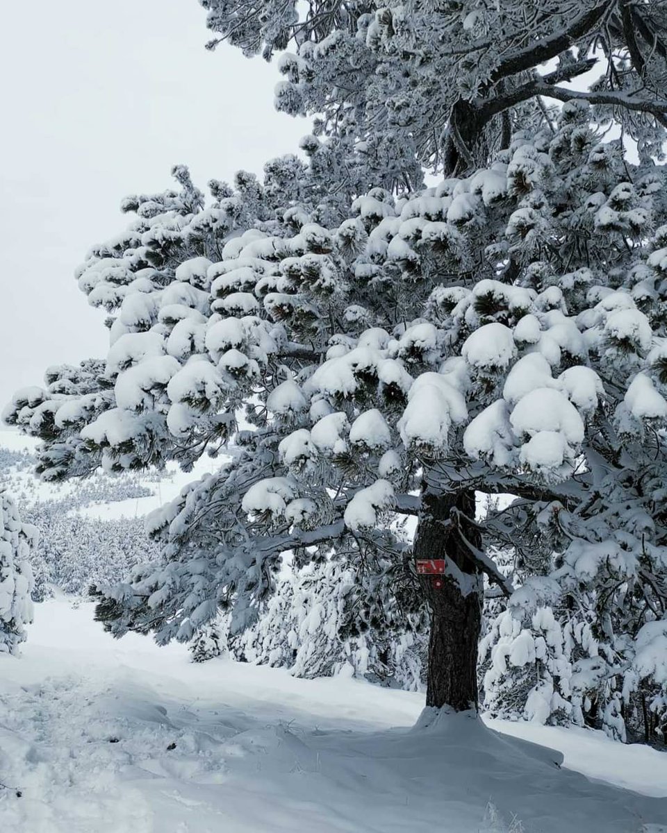 MONAhotel's tweet photo. Kad sneg prekrije svaki delić planine 🌲💙❄ https://t.co/p2x1ec3TdD