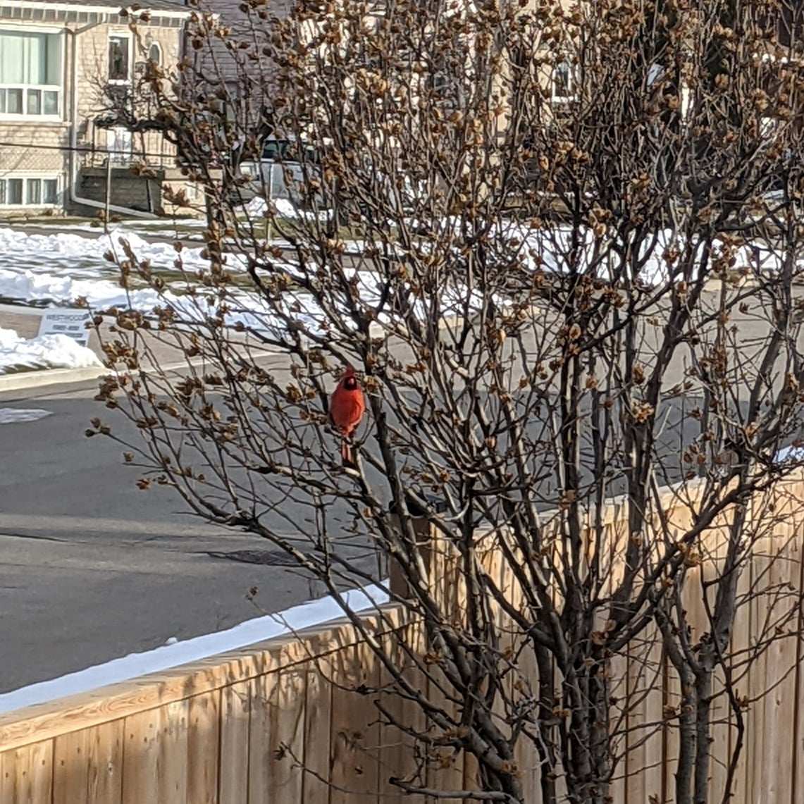 Looked at my backyard this morning only to see a red cardinal staring back at me