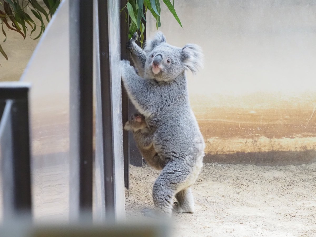 立つコアラ！！ しかも赤ちゃん付き！！ #東山動物園 #コアラ #ななみ