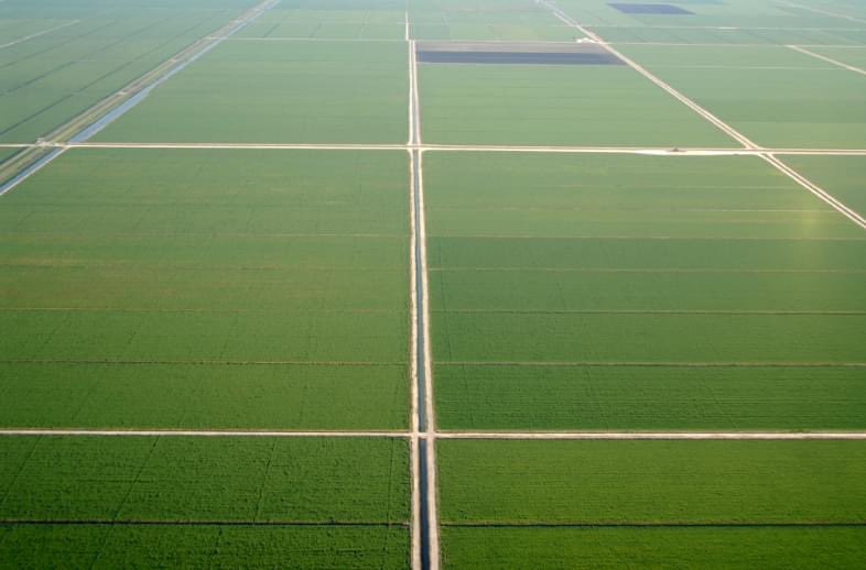 #RealSugar as far as the eyes can see. 

#ThankAFarmer #StillFarming #freshfromflorida
