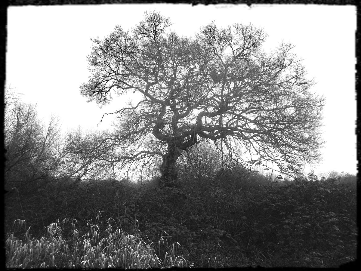 Silva2archer's tweet photo. On our walk this foggy morning... https://t.co/LvkGMPXAh5