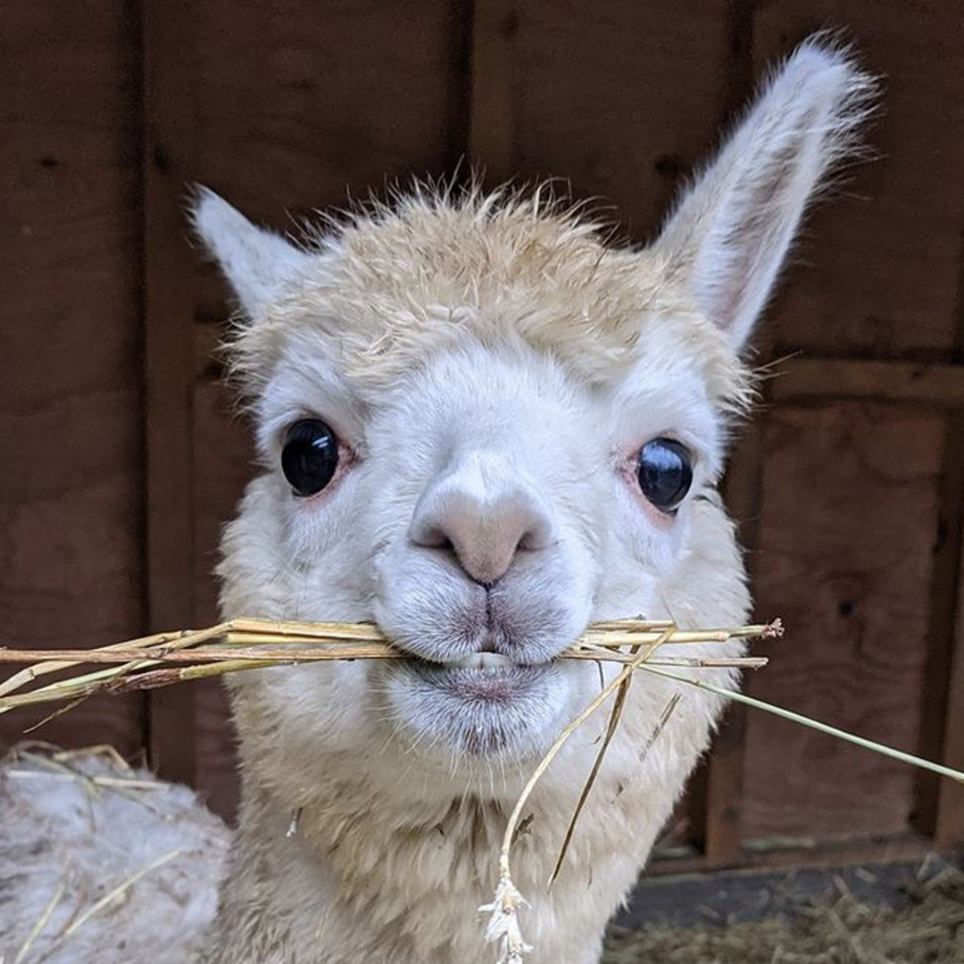 Bronx Zoo tweet media