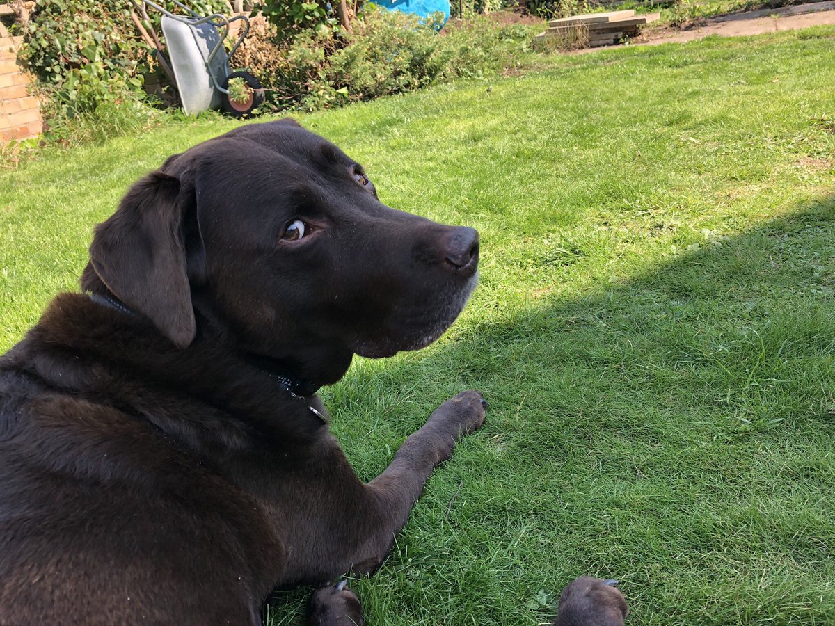 spongemonkey78's tweet photo. The king 👑 is back from having his failed hip replacement removed😳 #anditstartsagain #soldier #chocolatelab #hipless https://t.co/DnBSg04IKA