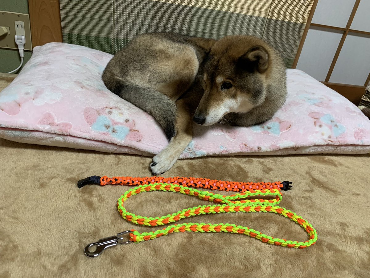 てつ 四国犬 Tetsu K S Twitter