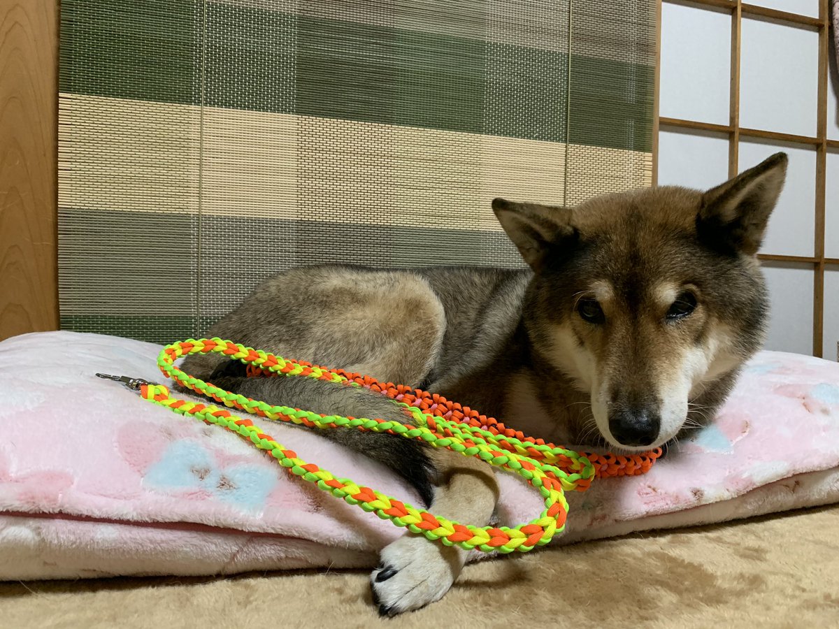 てつ 四国犬 Tetsu K S Twitter