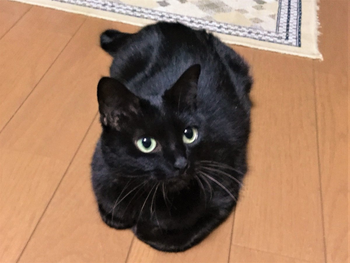 Hidamariko's tweet photo. 今日1/9は初めて家族に迎えた黒猫（最初の写真）の命日です。5年前に18歳6ヶ月で虹の橋を🌈その時のことを思い出すと今でも😭
深い悲しみの半年後、保護猫華音（2枚目の写真）に亡き愛猫の面影を感じ再び家族として黒猫を迎え、黒猫の虜となって更に約2年前に福子（3枚目の写真）も家族に迎えました💖 https://t.co/dqCMtMu5cq