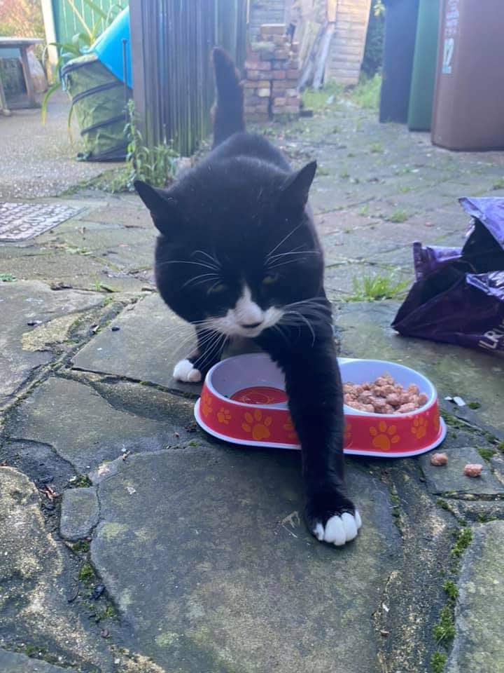 RomneyCats's tweet photo. From the streets, to #RomneyHouse , to the vets and now going home in the space of a few days!! We are so happy for this chunky boy! 😻 #CatsOfTwitter #AdoptDontShop #cats https://t.co/Aj5uTWd5Nj