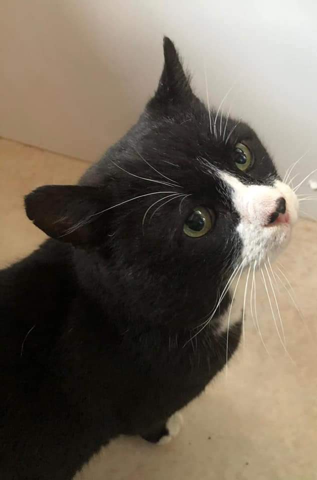RomneyCats's tweet photo. From the streets, to #RomneyHouse , to the vets and now going home in the space of a few days!! We are so happy for this chunky boy! 😻 #CatsOfTwitter #AdoptDontShop #cats https://t.co/Aj5uTWd5Nj