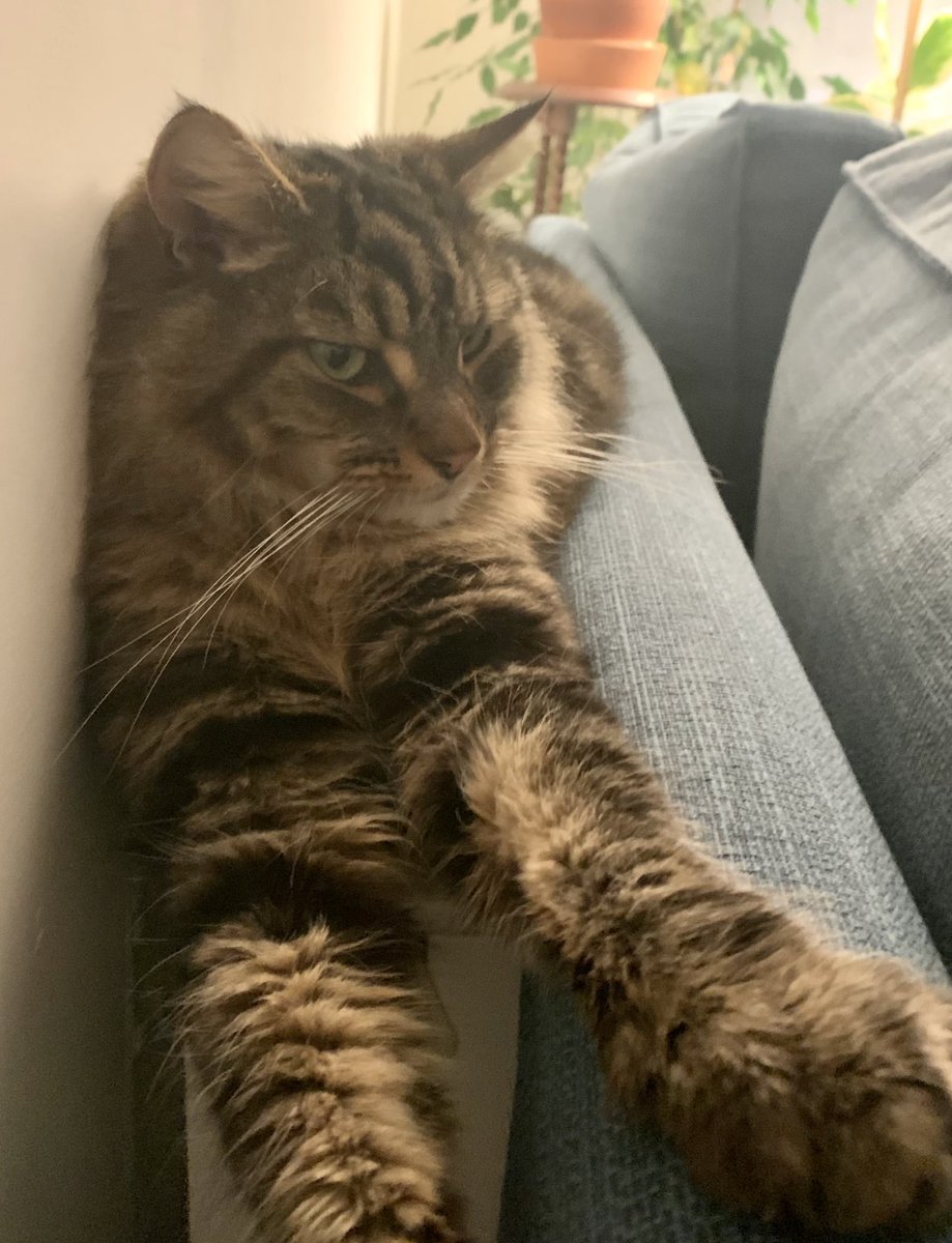 hevtweets's tweet photo. He discovered snoozing on the hot radiator &amp; the overhanging belly is 🥺 https://t.co/7hIA47p0Q2