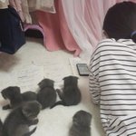 子猫が背中に集まり渋滞中!移動することができない!