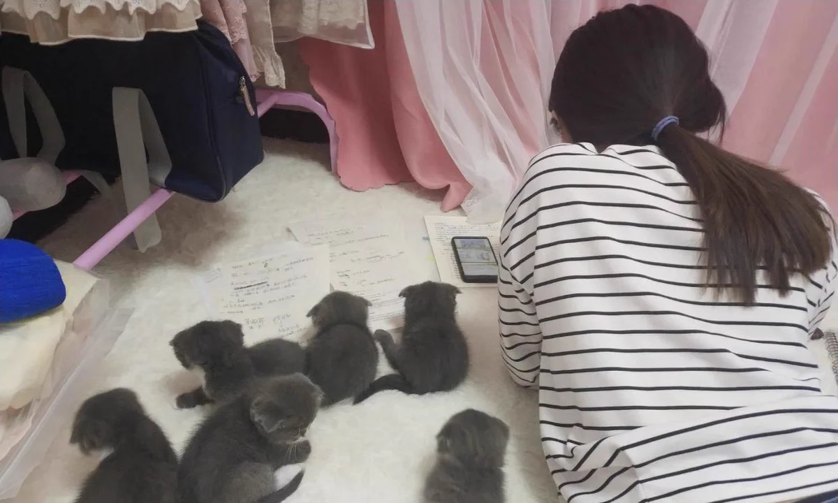 子猫が背中に集まり渋滞中！移動することができないｗｗｗ