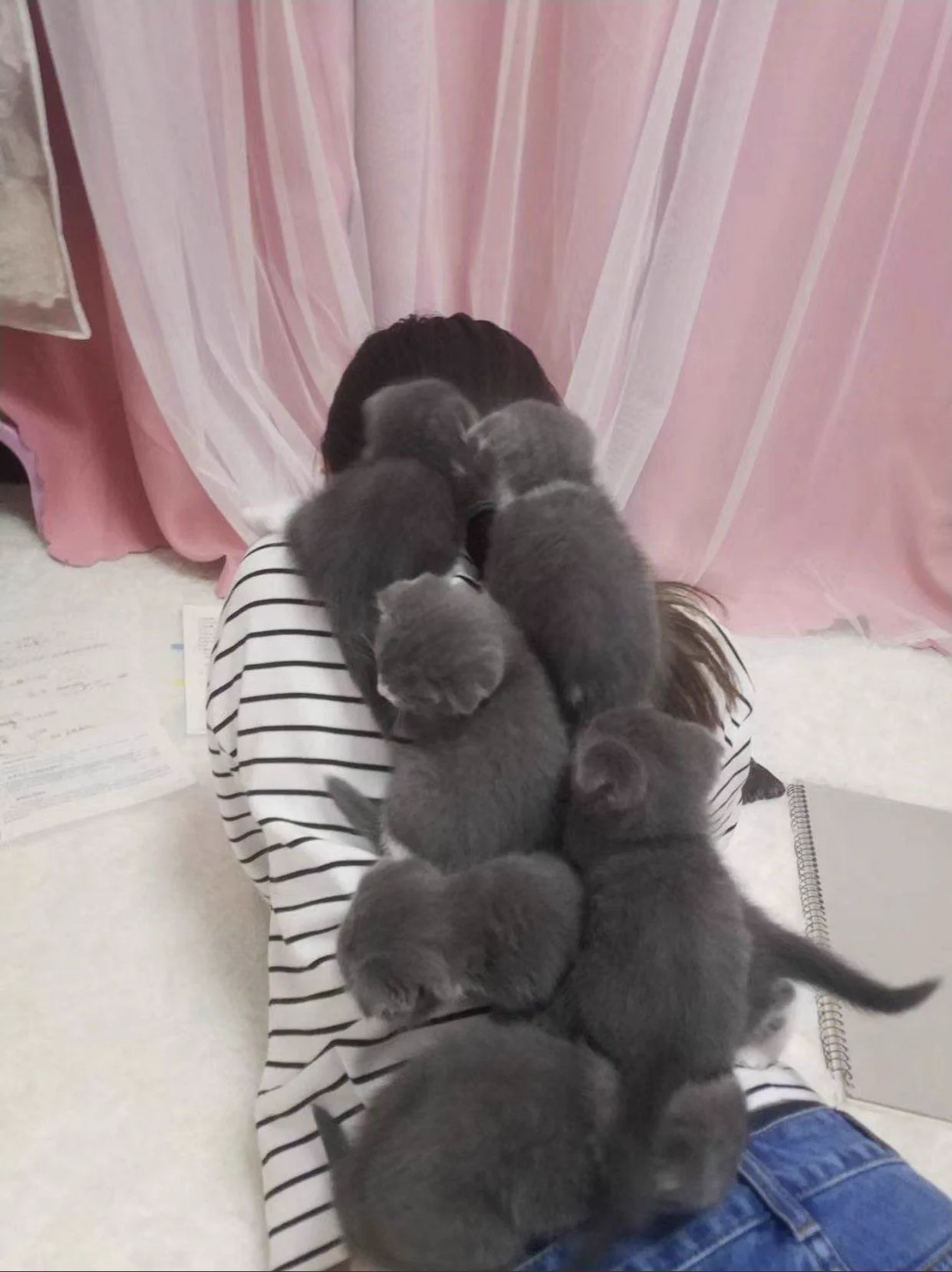 子猫が背中に集まり渋滞中！移動することができないｗｗｗ