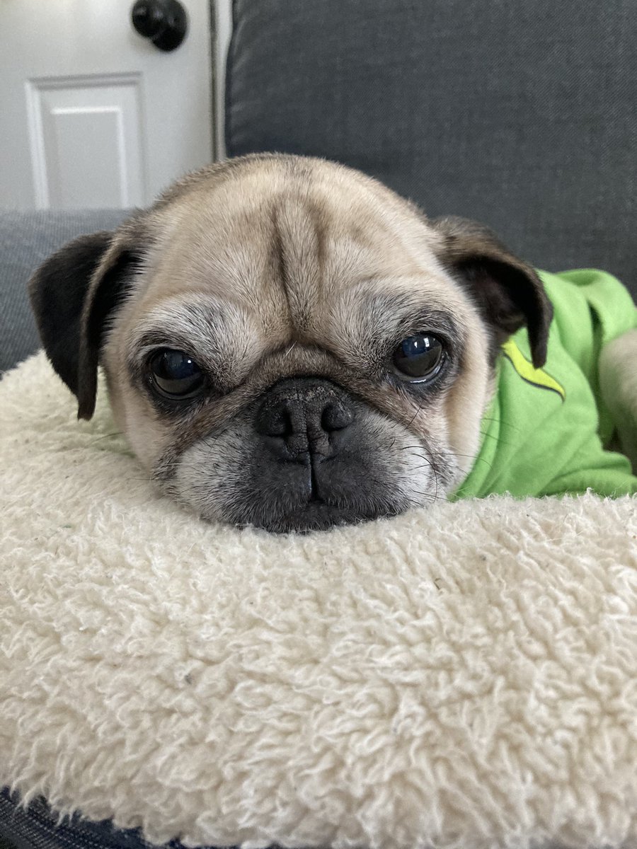 Ruby the Pug tweet media