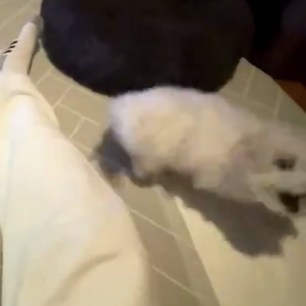 tiny_daegal's tweet photo. catch! 👻👻

#대갈 #daegal @tiny_daegal https://t.co/oDNT3Y4T9N