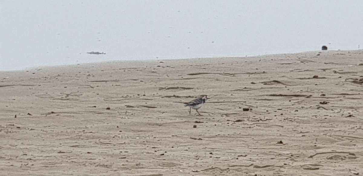 ridetheworm's tweet photo. Hola @ayto_alboraya. En mi opinión debería ser prioritario impedir que se vierta al mar sistemáticamente este agua tan contaminada, máxime en zona protegida.
En los 3 años que llevo viviendo aquí no he visto progresos.
Se está trabajando en ello? https://t.co/NpNmpTrB60
