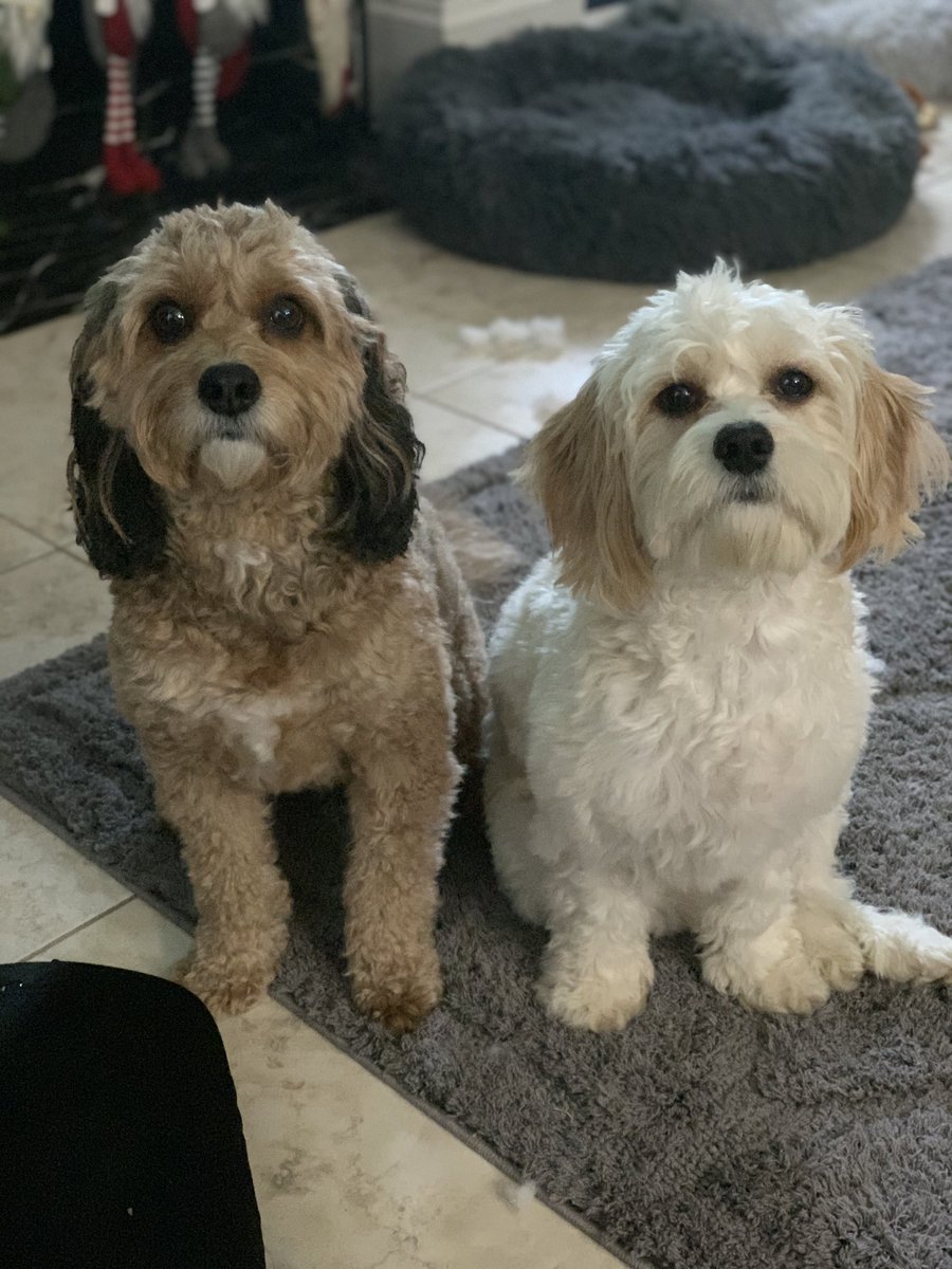 hppy2bemom's tweet photo. @FCN2go Cooper and Penny https://t.co/0MrQjZrDr8