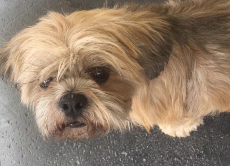 adoptagdl's tweet photo. Extravíada Pipa.
En Providencia.

“Se me perdió mi perrita se llama pipa es un lasha apso por favor si alguien la ve les voy a agradecer mucho cualquier información al 3316036837” https://t.co/ef97Gdlnss