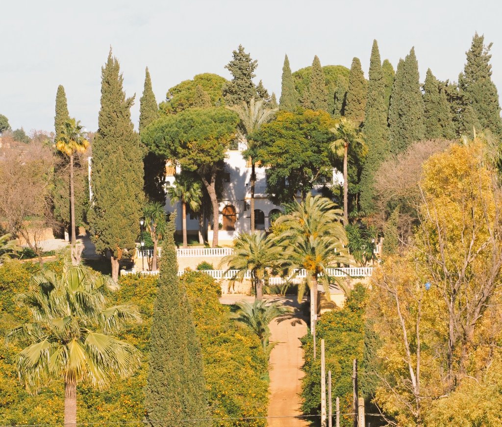 Ave María Organic Oranges tweet media