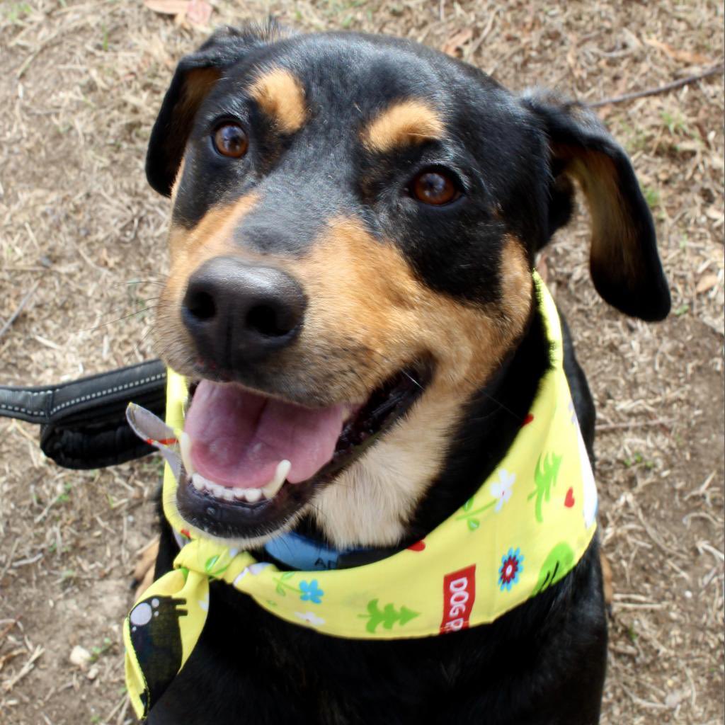 pawsshelter's tweet photo. 🚨Good boy alert!🚨
Adidas is the best pup and hasn’t had ANY attention from adopters! Adidas is a 5yr Doberman mix (but is on the smaller side apx 50lb). He is great with dogs, people and easy going. 

He is available at our Kyle Campus #adopt #rescuedog #adoptme #atx https://t.co/kNSygPS6gE