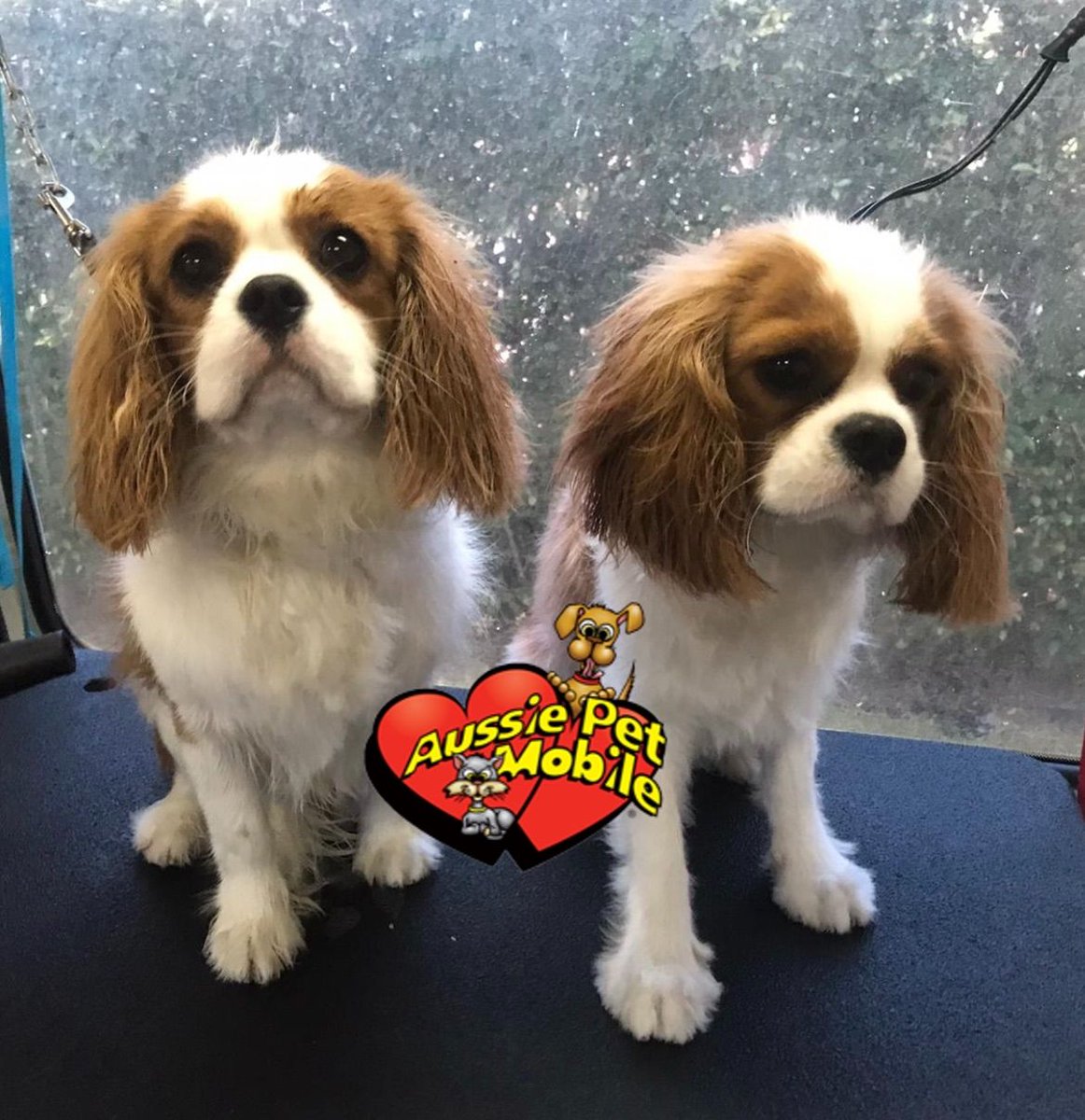 apmboca's tweet photo. #AussiePetMobile #AussiePetMobileBoca #MobileGrooming 🐾🚐 #PetGrooming 🐶🐱 #MobilePetGrooming 🧼🛁#DogGrooming #CatGrooming #Groomers ✂️ #MobileGroomers #CleanAndCute https://t.co/0M0Te7kY07