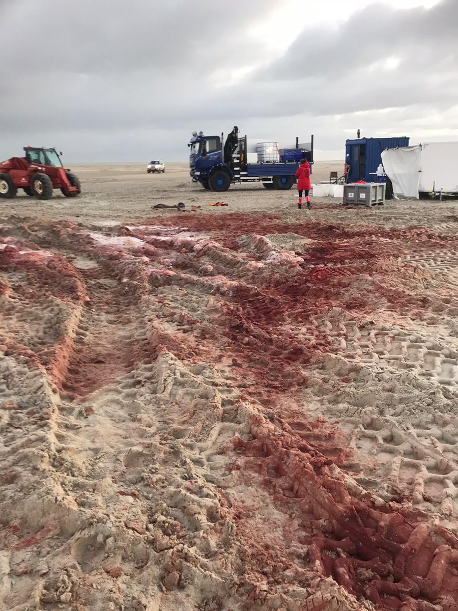 RWS_NN's tweet photo. Het zit er op! De #potvis #Vlieland 🐋 is nu van het strand verwijderd. Dank aan alle kennisinstellingen, organisaties en onze aannemer voor alle inzet en samenwerking 👌 https://t.co/UDv5c3Zn0l