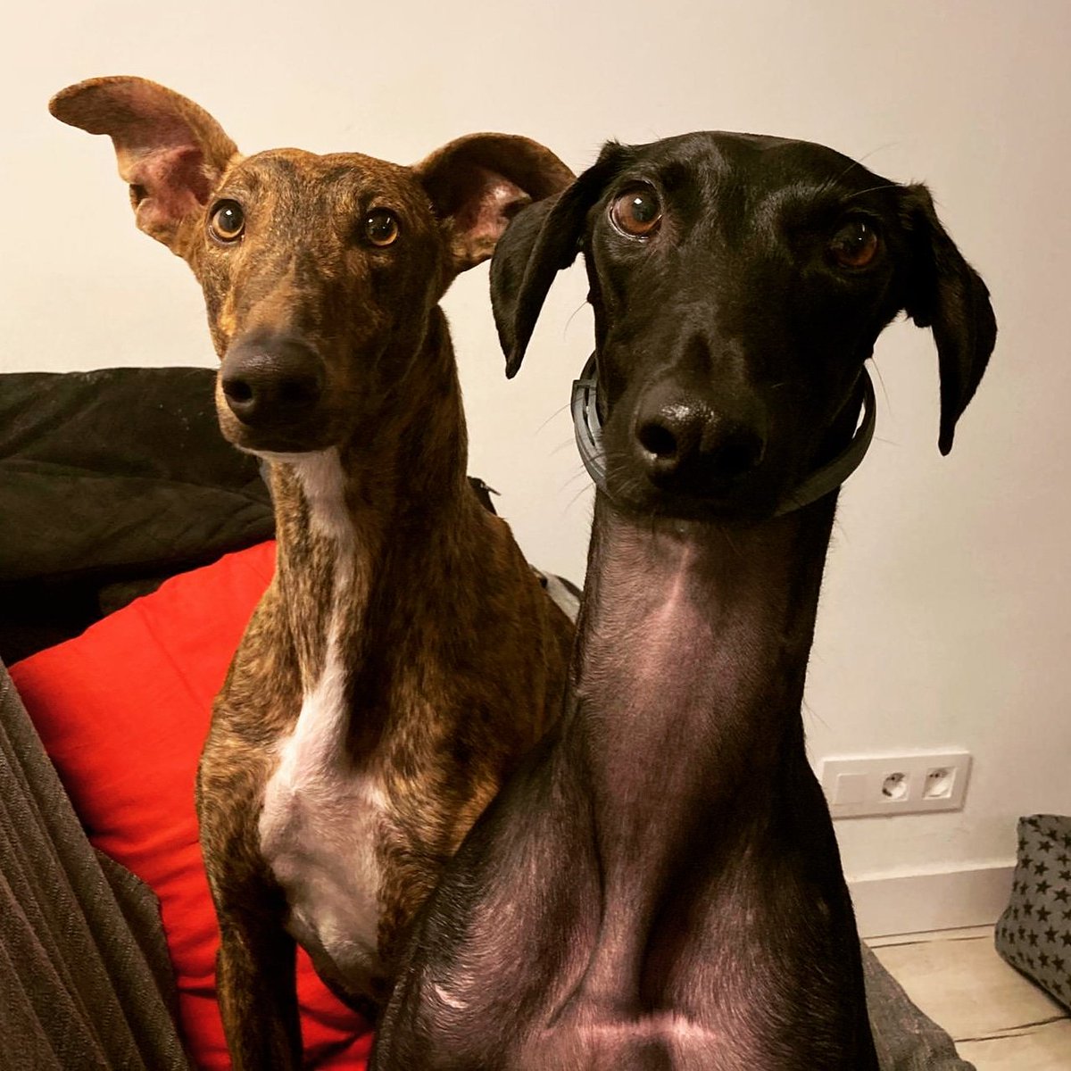 Zapp_Amezcua's tweet photo. Homer a veces se trae colegas a casa que se quedan a dormir. #galgo #greyhound #dog #mypet #adoptanocompres #amoresperros #miperromola #galgoespañol #dogfriendly https://t.co/0eprwE1bW8