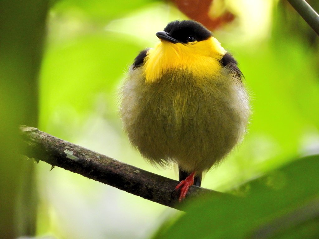 Libres y felices, así deben estas las aves en el mundo #spamdepajaritoslibres
#NaturePhotography #birdphotography #birdwatching #ornitology #birding