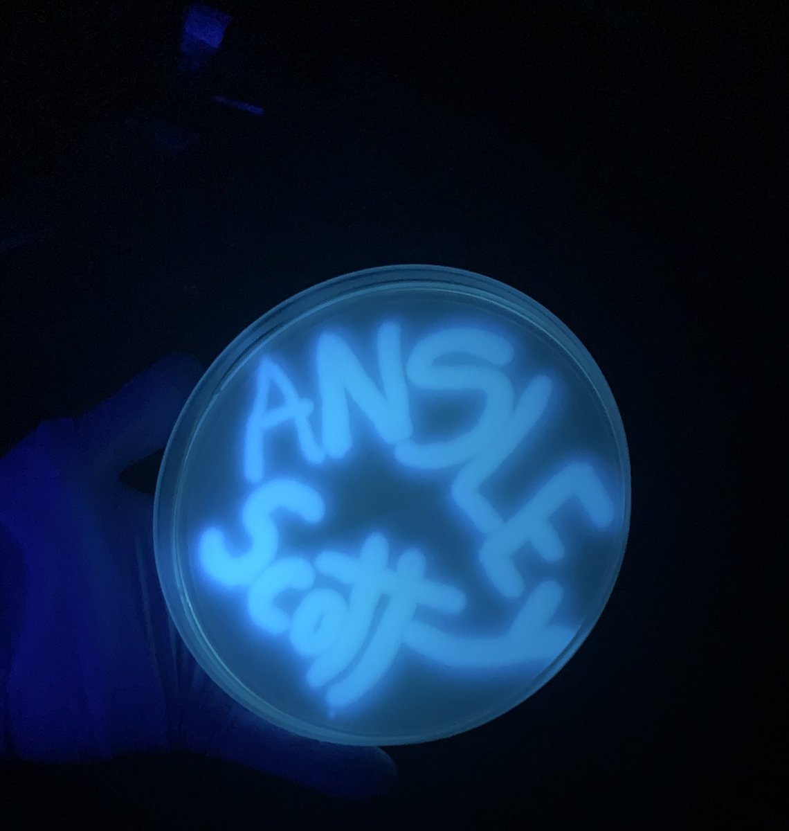 Ansley Scott tweet media