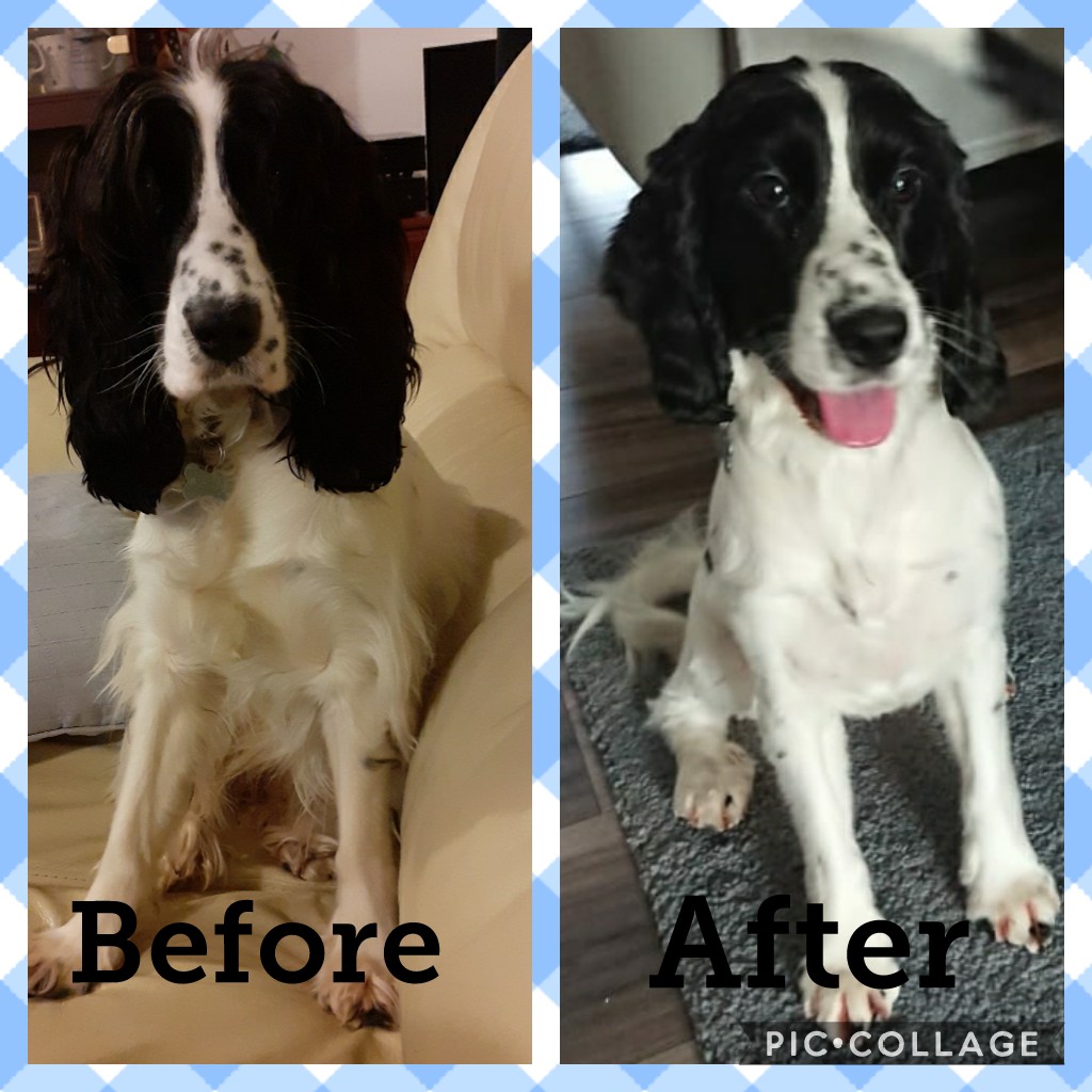 Jessiethecocke1's tweet photo. Jessie went for her first groom today! ❤ #puppy #growingup #cute #firstgroom #dogsoftwitter #loveher https://t.co/AbYMXemP3D