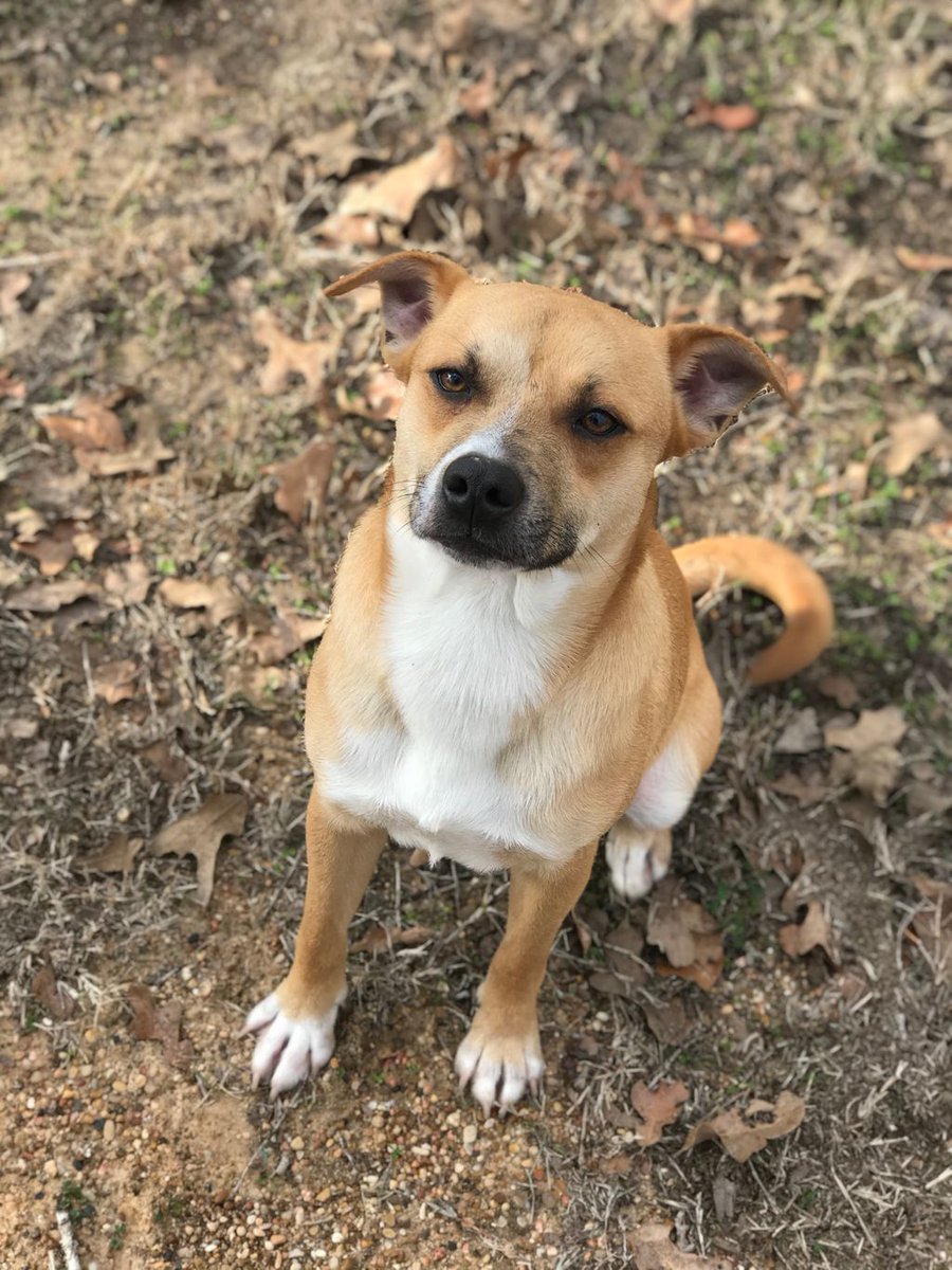 AggielandHumane tweet picture